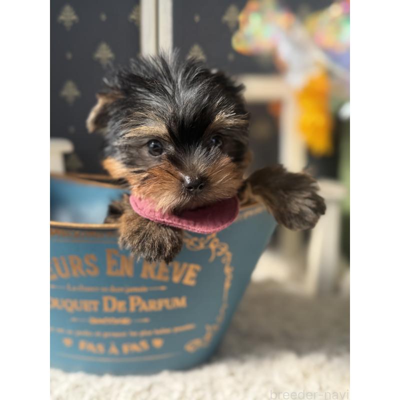 成約済の宮崎県のヨークシャーテリア-417683の6枚目