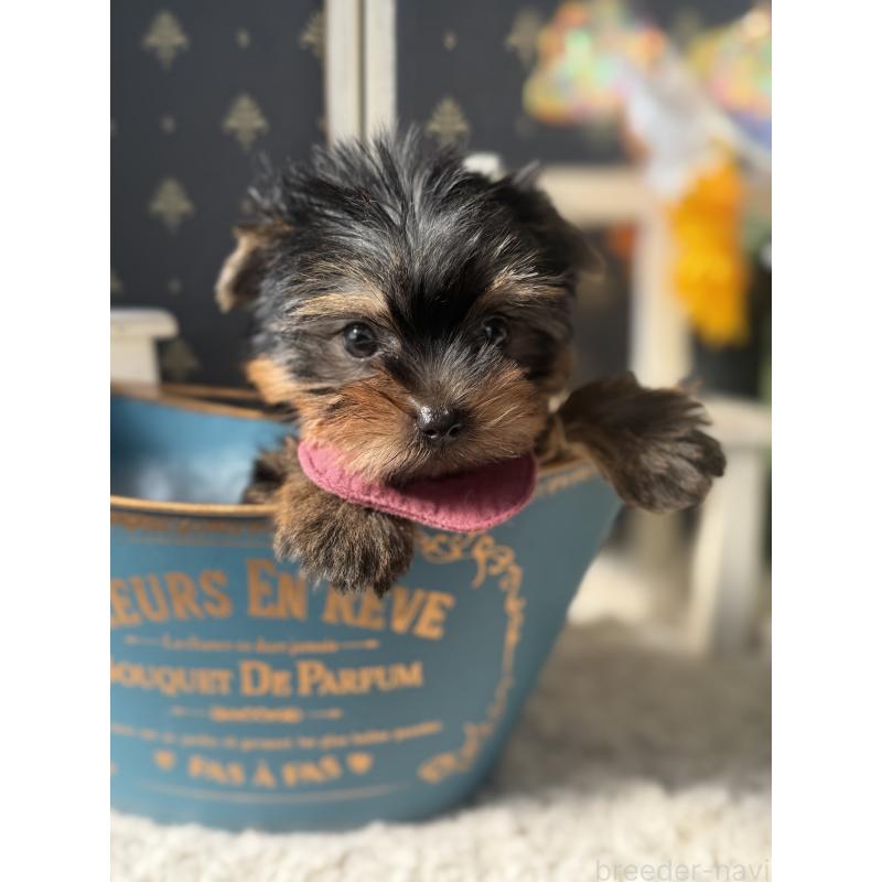 成約済の宮崎県のヨークシャーテリア-417683の5枚目