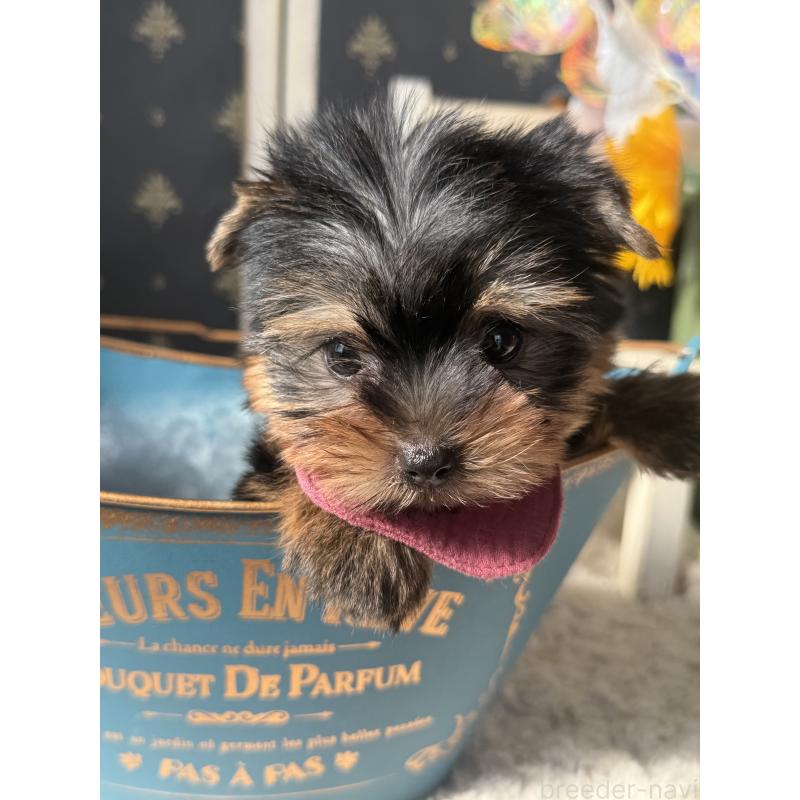 成約済の宮崎県のヨークシャーテリア-417683の4枚目