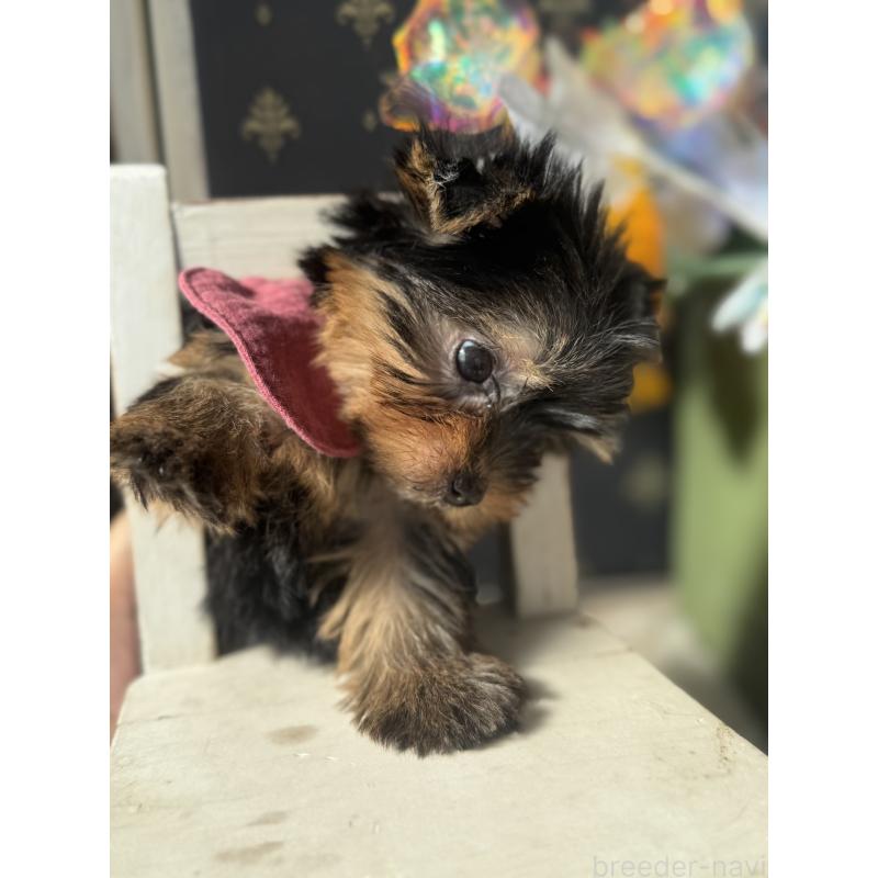 成約済の宮崎県のヨークシャーテリア-417683の3枚目