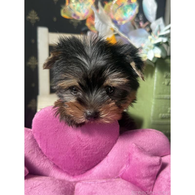 成約済の宮崎県のヨークシャーテリア-417683の2枚目