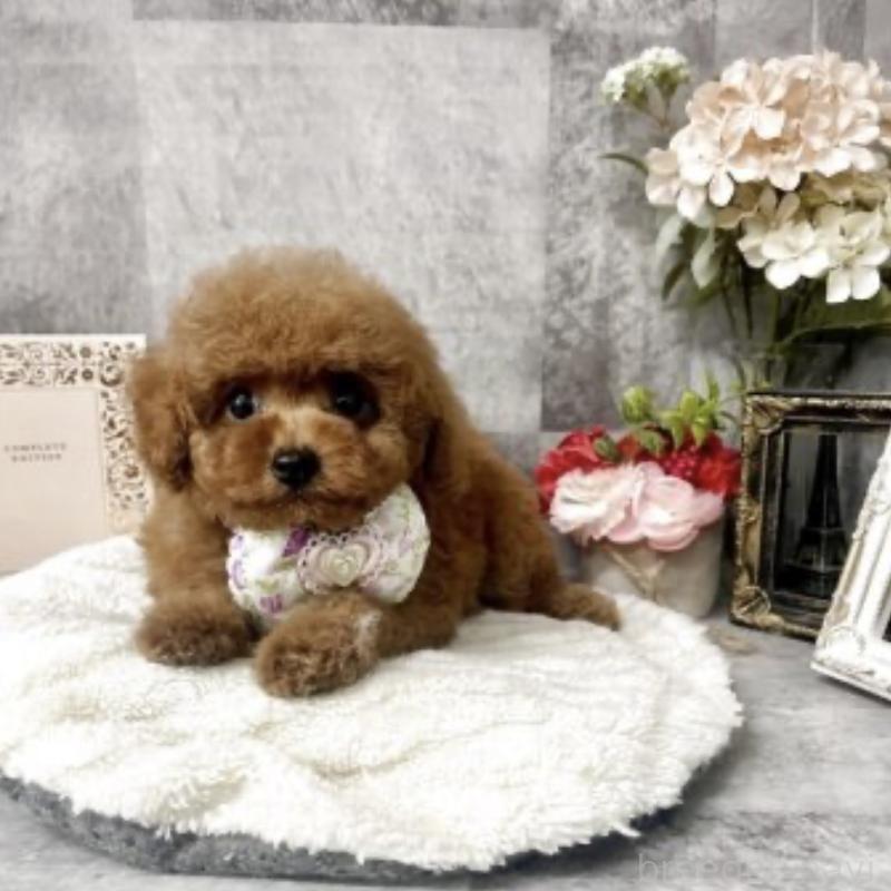 販売中の愛知県のトイプードル-416329の2枚目