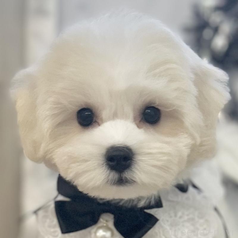 販売中の愛知県のミックス犬-416165