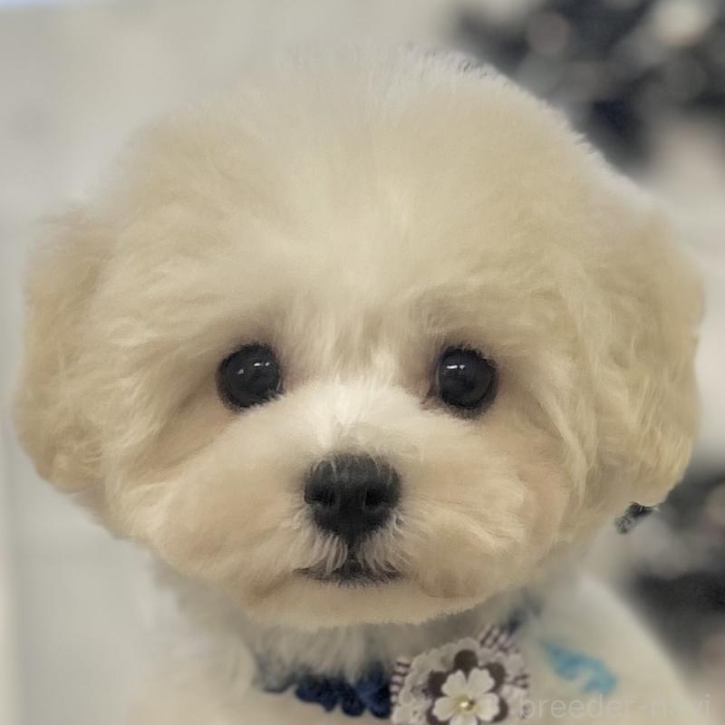 販売中の愛知県のミックス犬-416187