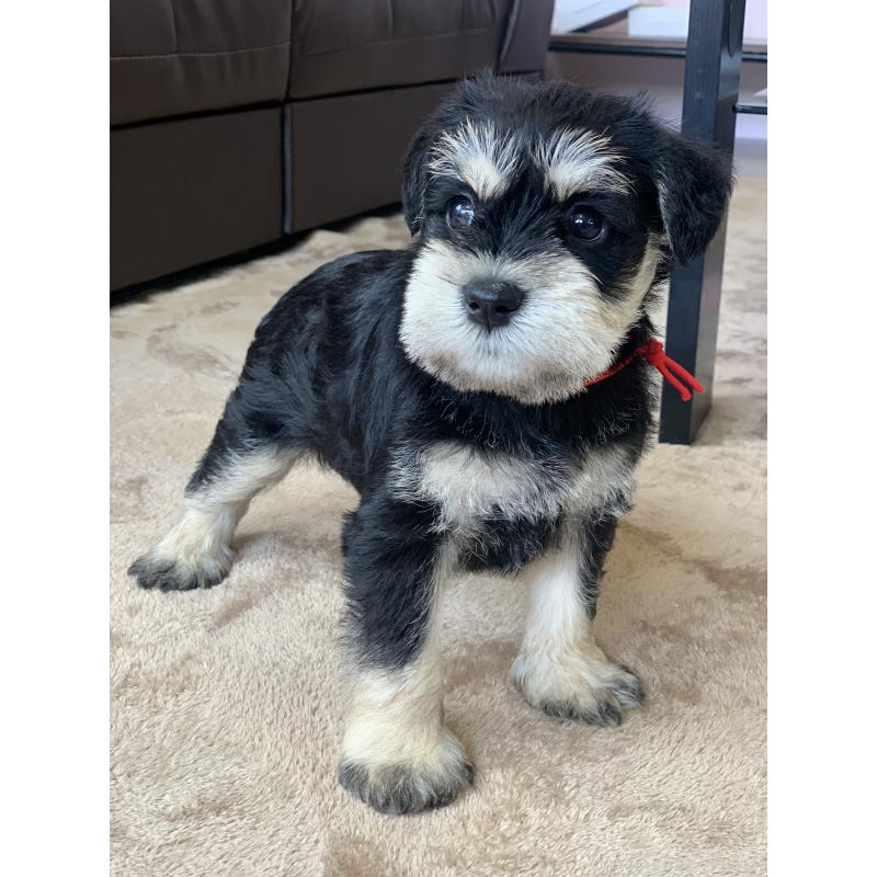 成約済の滋賀県のミニチュアシュナウザー-417395の5枚目