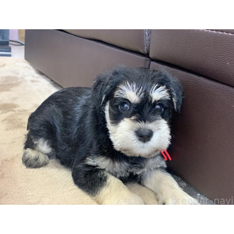 成約済の滋賀県のミニチュアシュナウザー-417395の4枚目