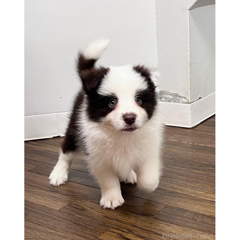 成約済の東京都のボーダーコリー-417724の9枚目