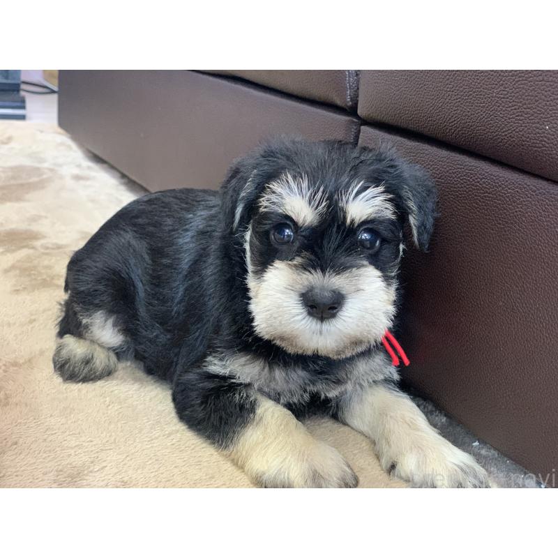 成約済の滋賀県のミニチュアシュナウザー-417395の3枚目