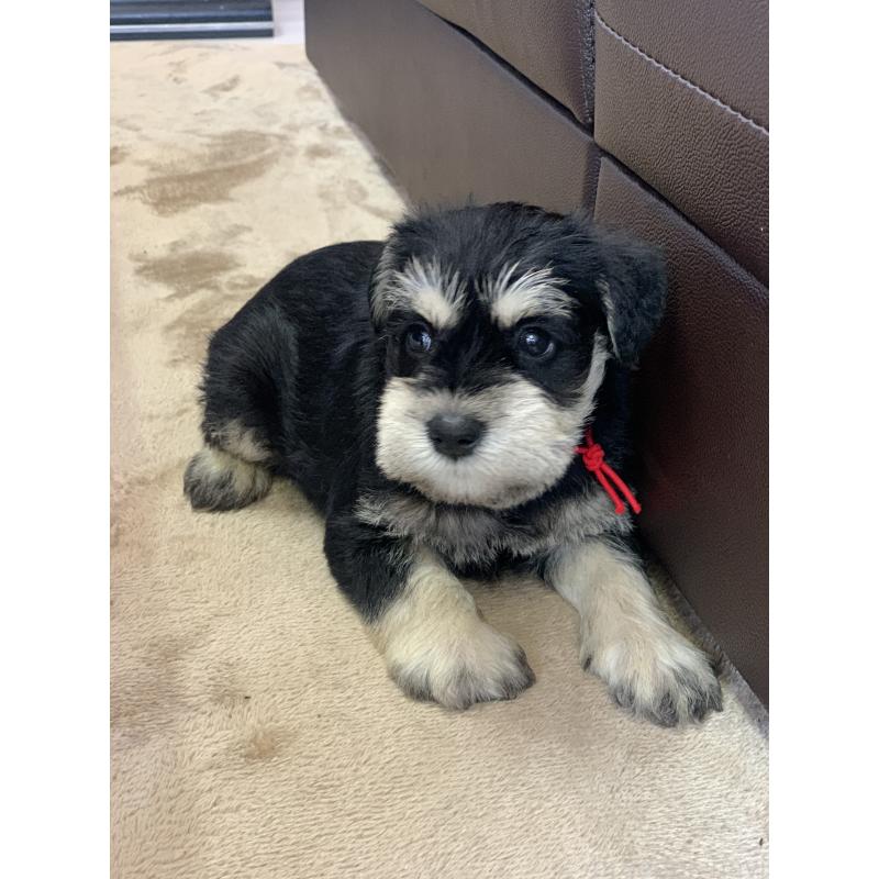 成約済の滋賀県のミニチュアシュナウザー-417395の2枚目