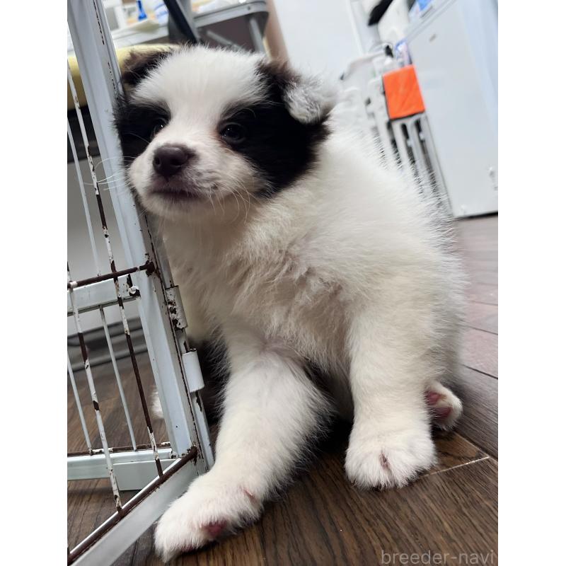 成約済の東京都のボーダーコリー-417724の8枚目