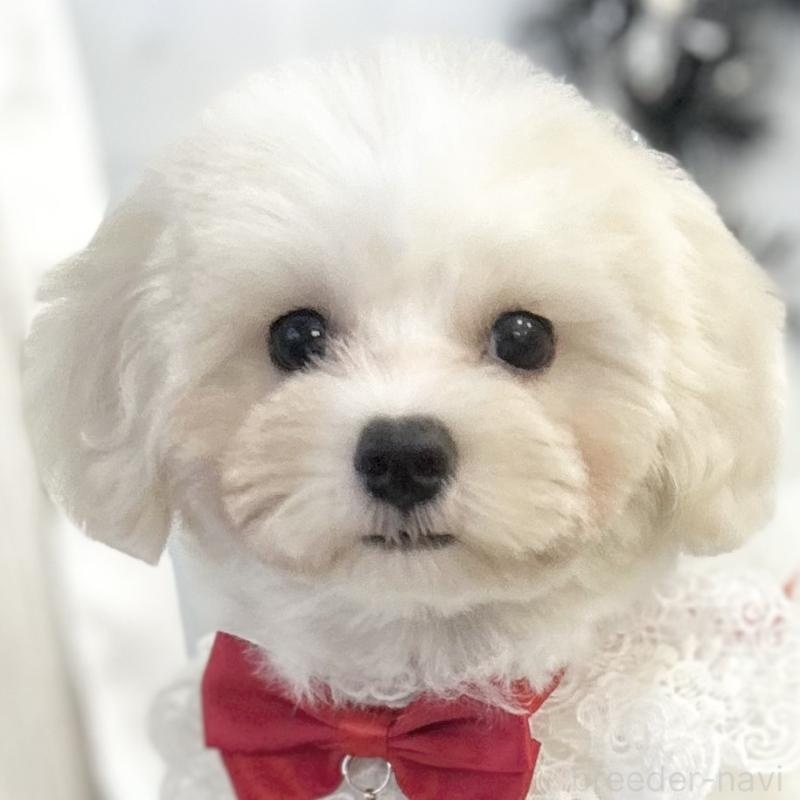 販売中の愛知県のミックス犬-416158