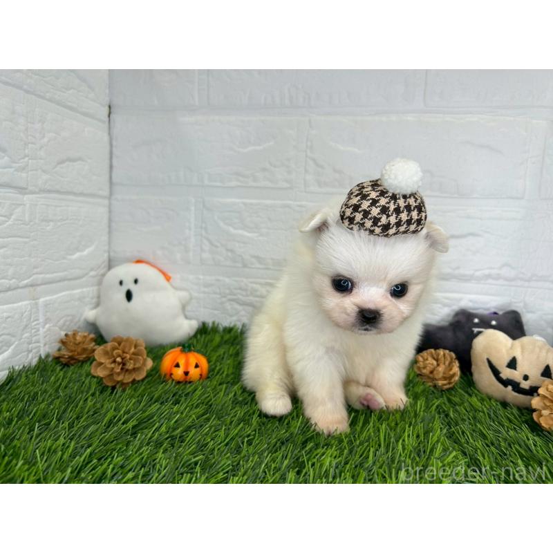 販売中の茨城県のミックス犬-420749の8枚目