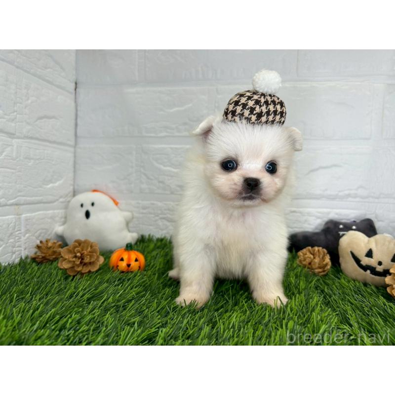 販売中の茨城県のミックス犬-420749の7枚目