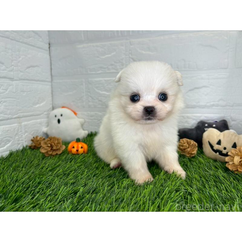 販売中の茨城県のミックス犬-420749の6枚目