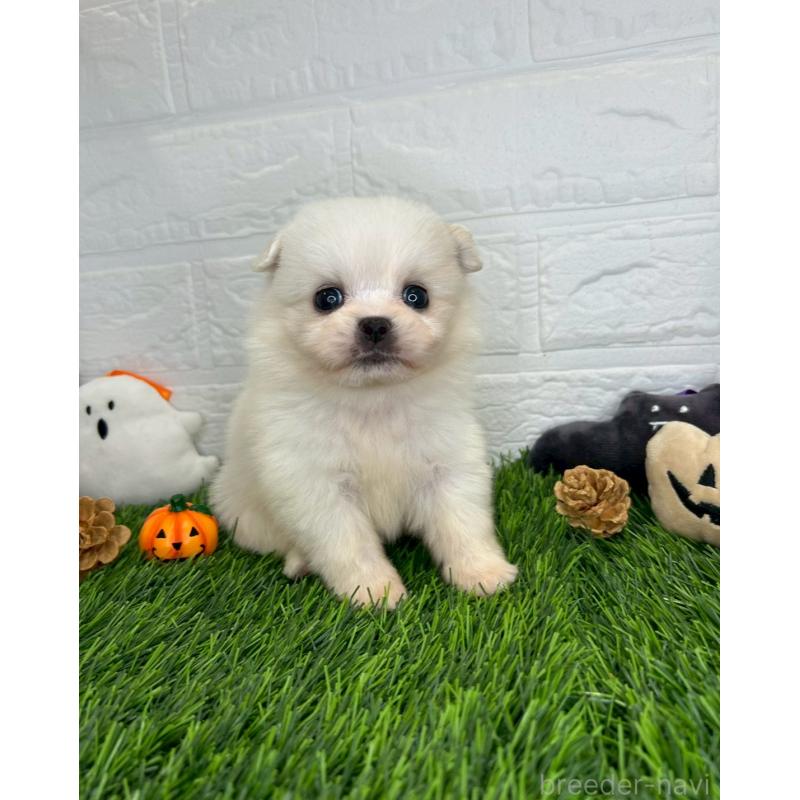 販売中の茨城県のミックス犬-420749の5枚目