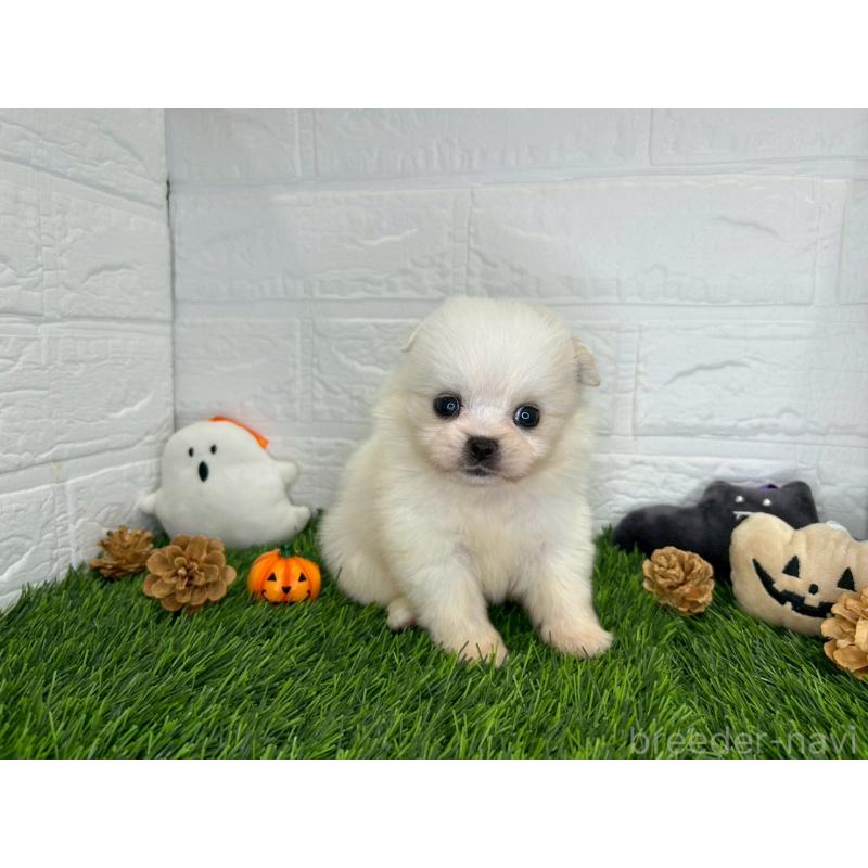 販売中の茨城県のミックス犬-420749の4枚目