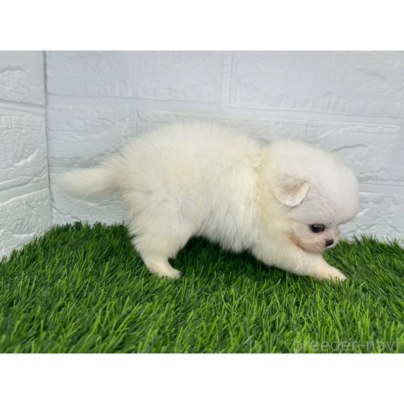 販売中の茨城県のミックス犬-420749の3枚目