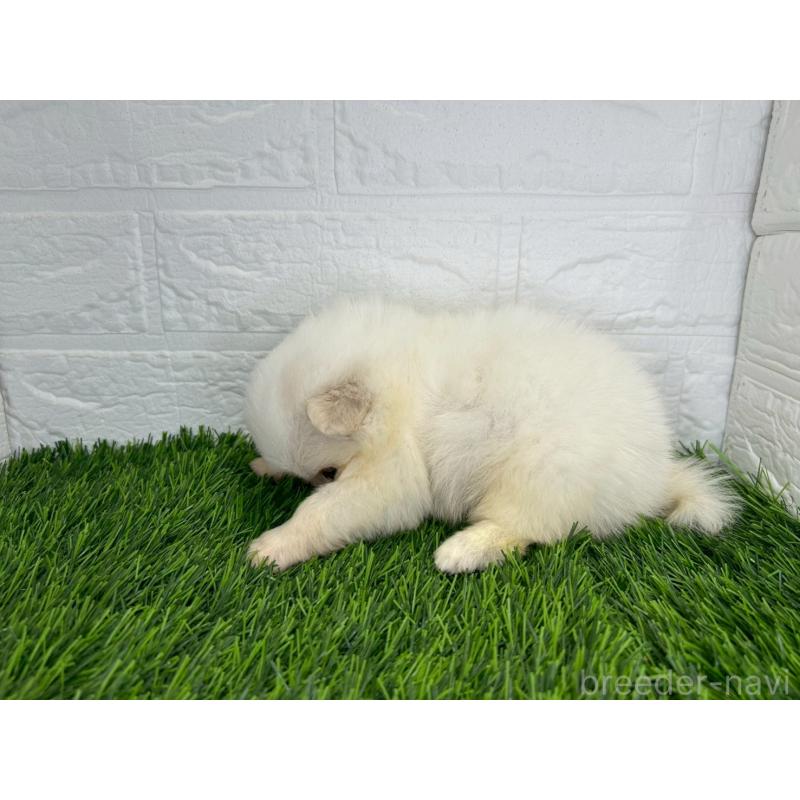 販売中の茨城県のミックス犬-420749の2枚目