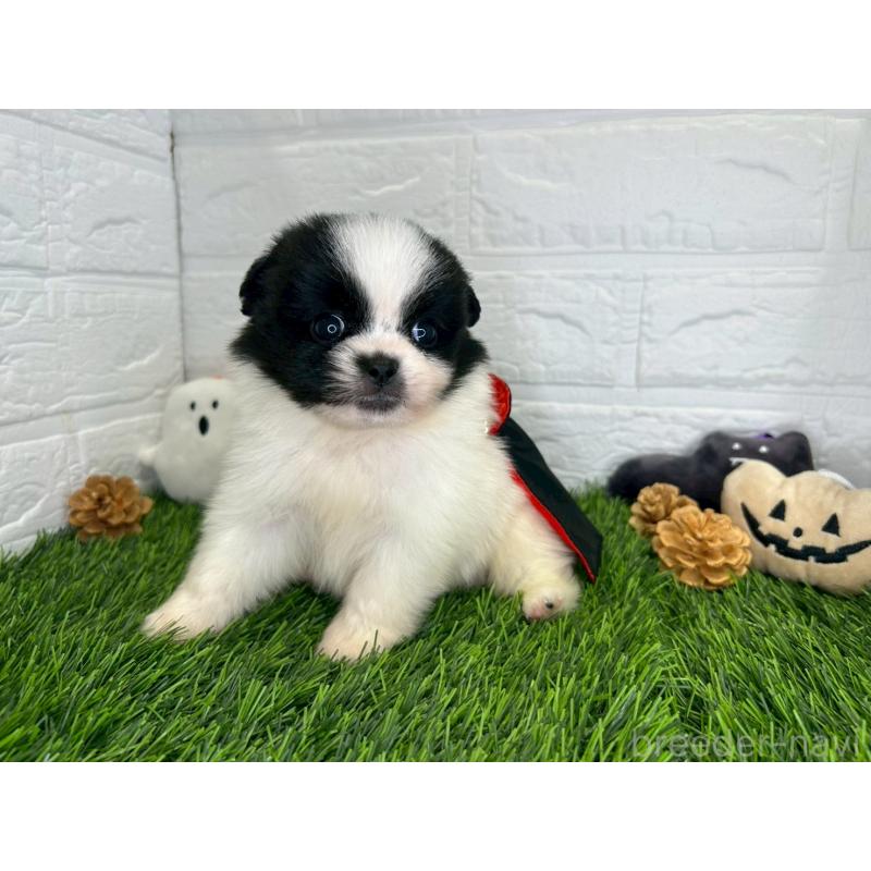 販売中の茨城県のミックス犬-420748の8枚目