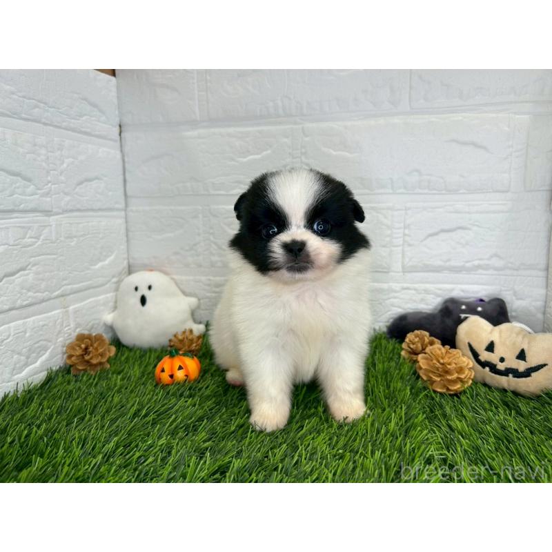 販売中の茨城県のミックス犬-420748の7枚目