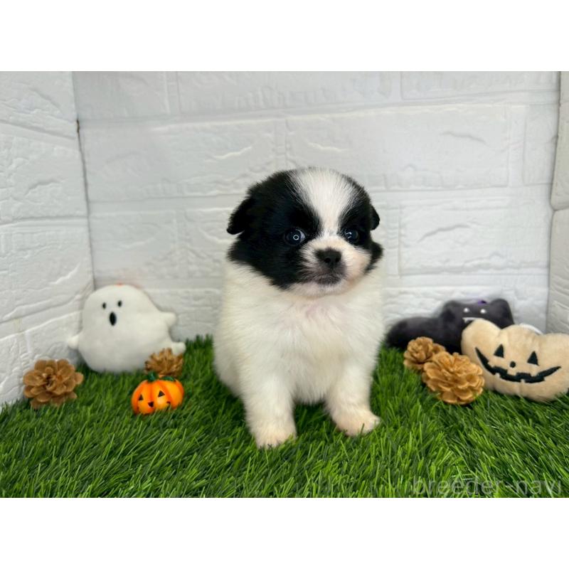 販売中の茨城県のミックス犬-420748の6枚目