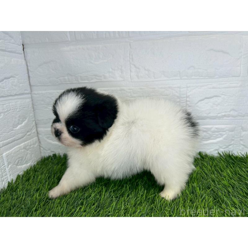 販売中の茨城県のミックス犬-420748の5枚目
