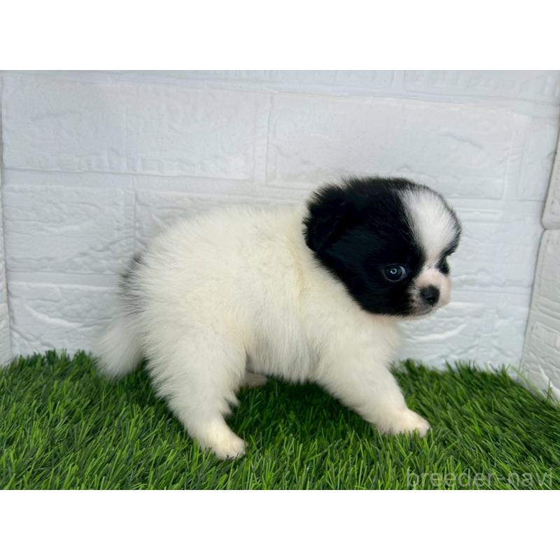 販売中の茨城県のミックス犬-420748の4枚目