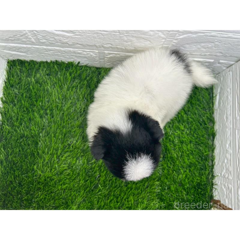 販売中の茨城県のミックス犬-420748の3枚目