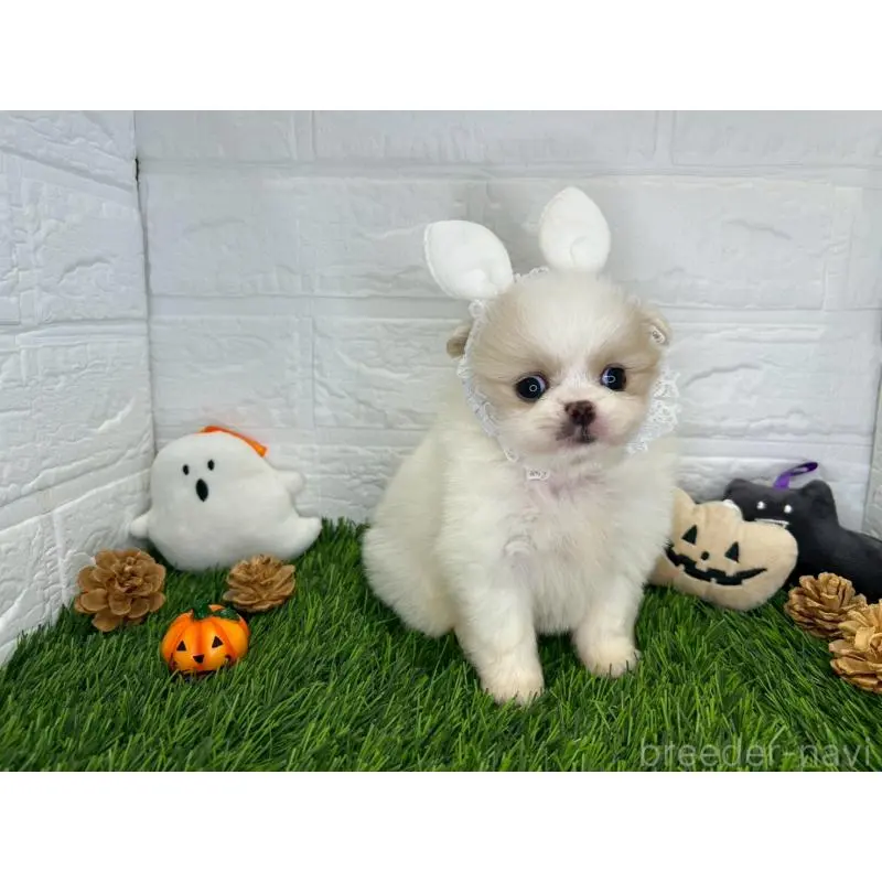 販売中の茨城県のミックス犬-420746の10枚目
