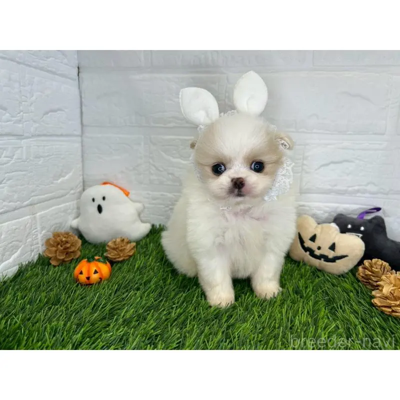 販売中の茨城県のミックス犬-420746の9枚目