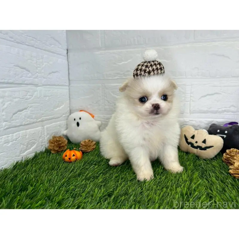 販売中の茨城県のミックス犬-420746の8枚目