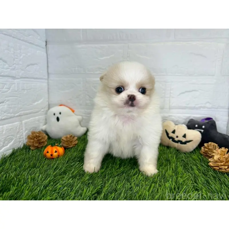 販売中の茨城県のミックス犬-420746の7枚目