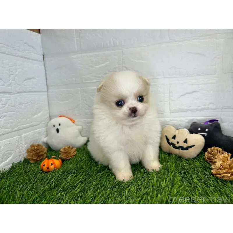 販売中の茨城県のミックス犬-420746の6枚目