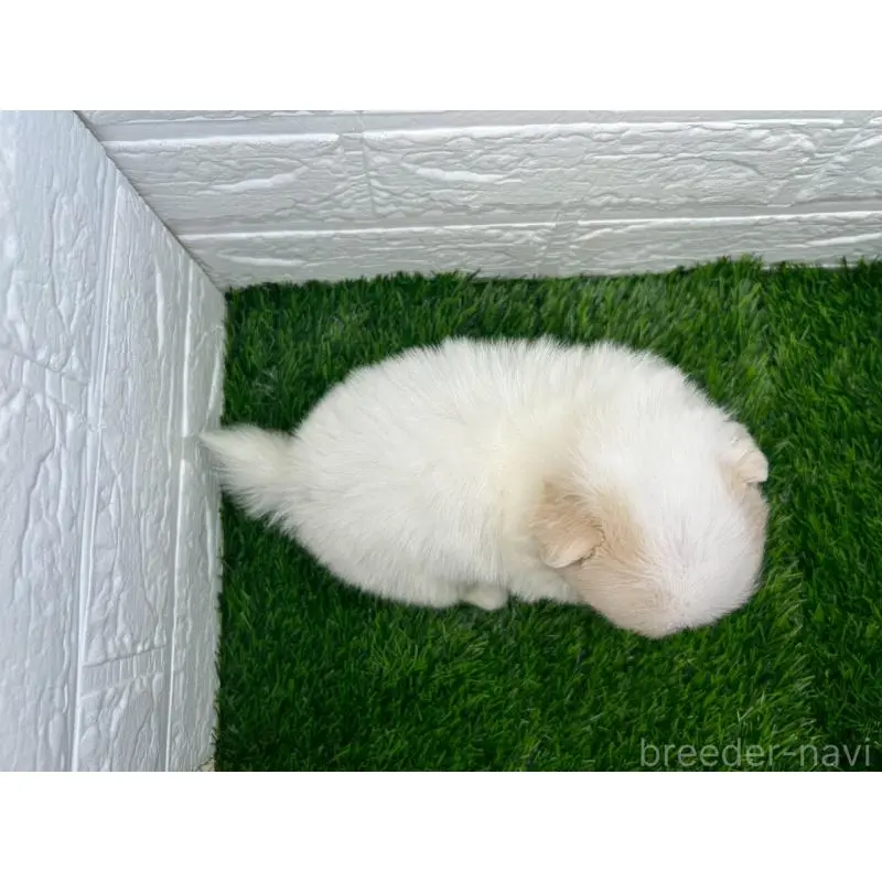 販売中の茨城県のミックス犬-420746の5枚目