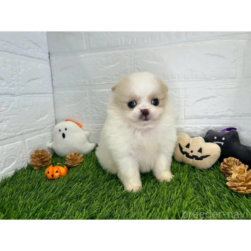 販売中の茨城県のミックス犬-420746の4枚目