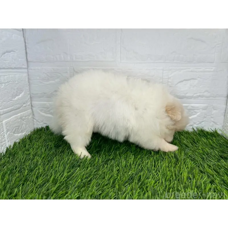 販売中の茨城県のミックス犬-420746の3枚目
