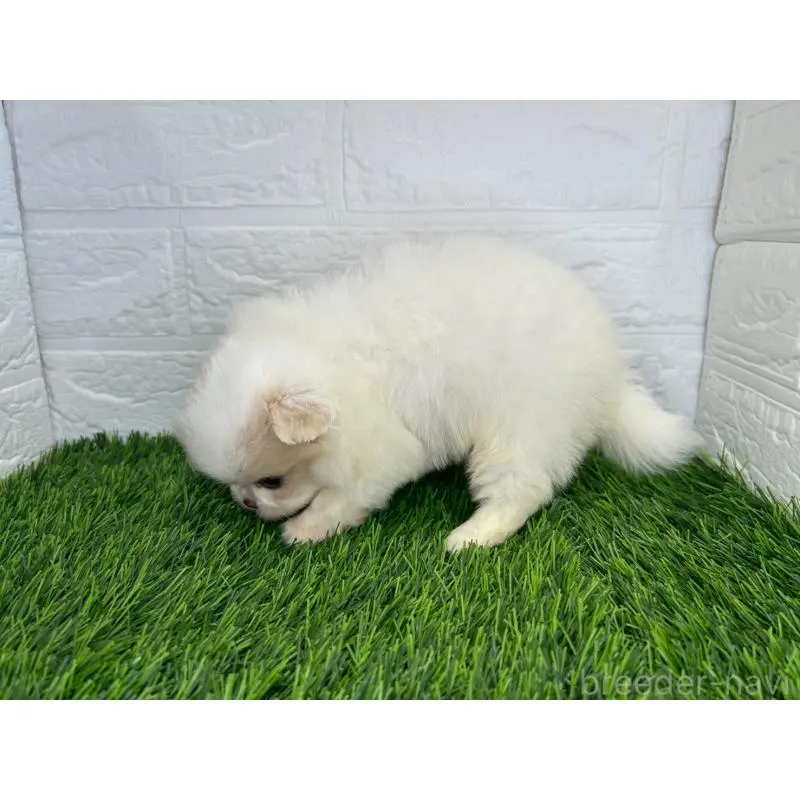 販売中の茨城県のミックス犬-420746の2枚目