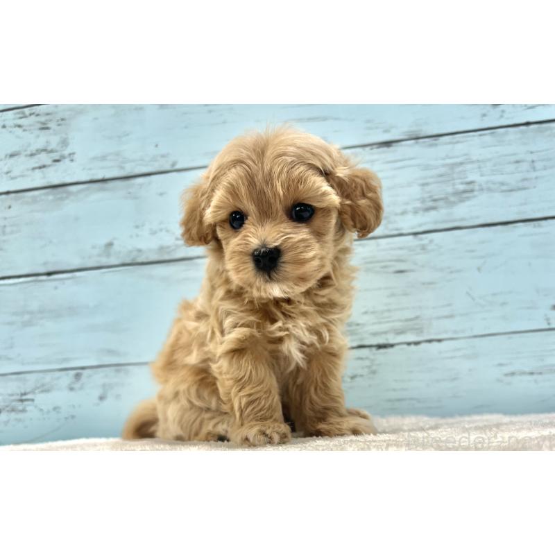 成約済の千葉県のマルプー:マルチーズ×トイプードル-418922の22枚目