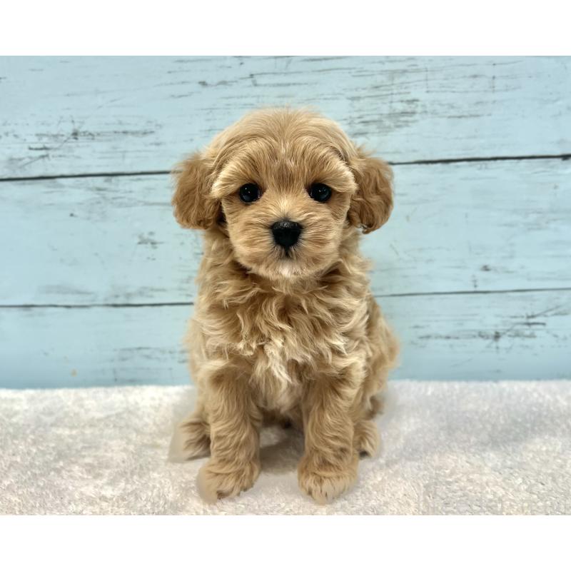 成約済の千葉県のマルプー:マルチーズ×トイプードル-418922の18枚目