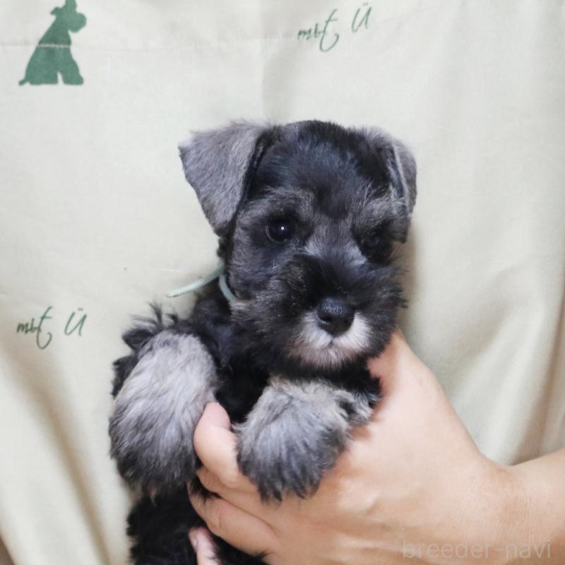 成約済の静岡県のミニチュアシュナウザー-419332の2枚目