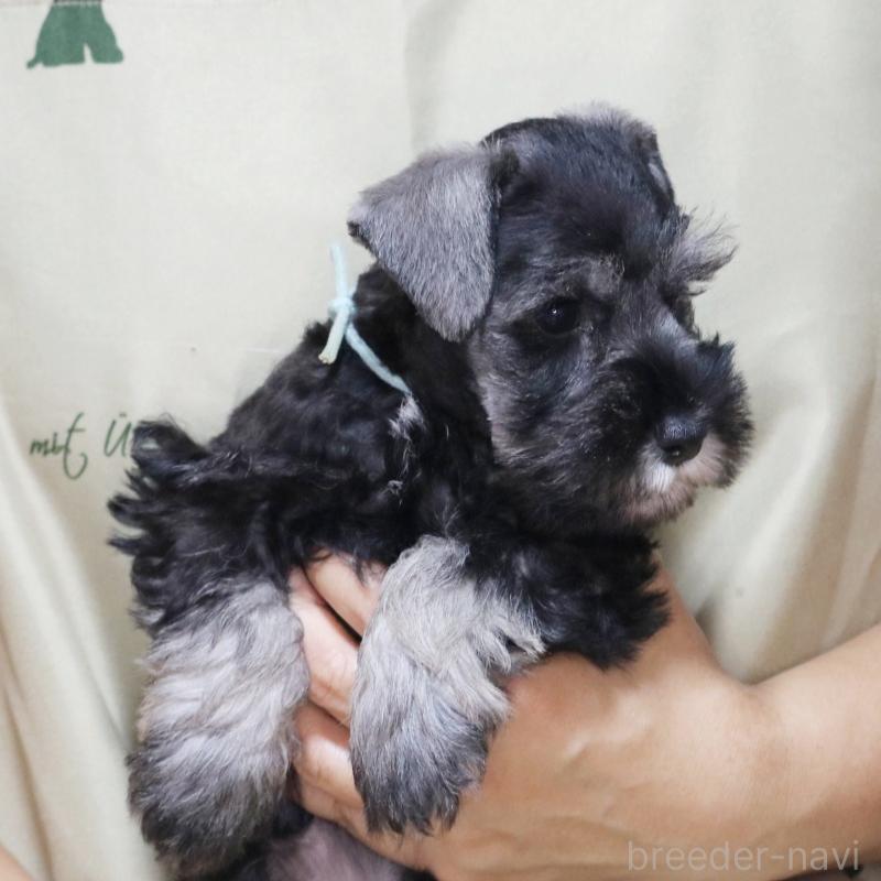 成約済の静岡県のミニチュアシュナウザー-419332の3枚目