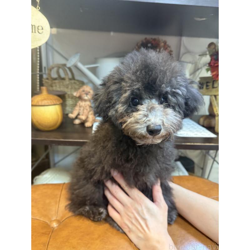 成約済の東京都のタイニープードル-408408の3枚目