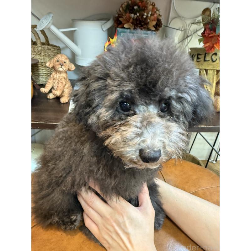 成約済の東京都のタイニープードル-408408の2枚目