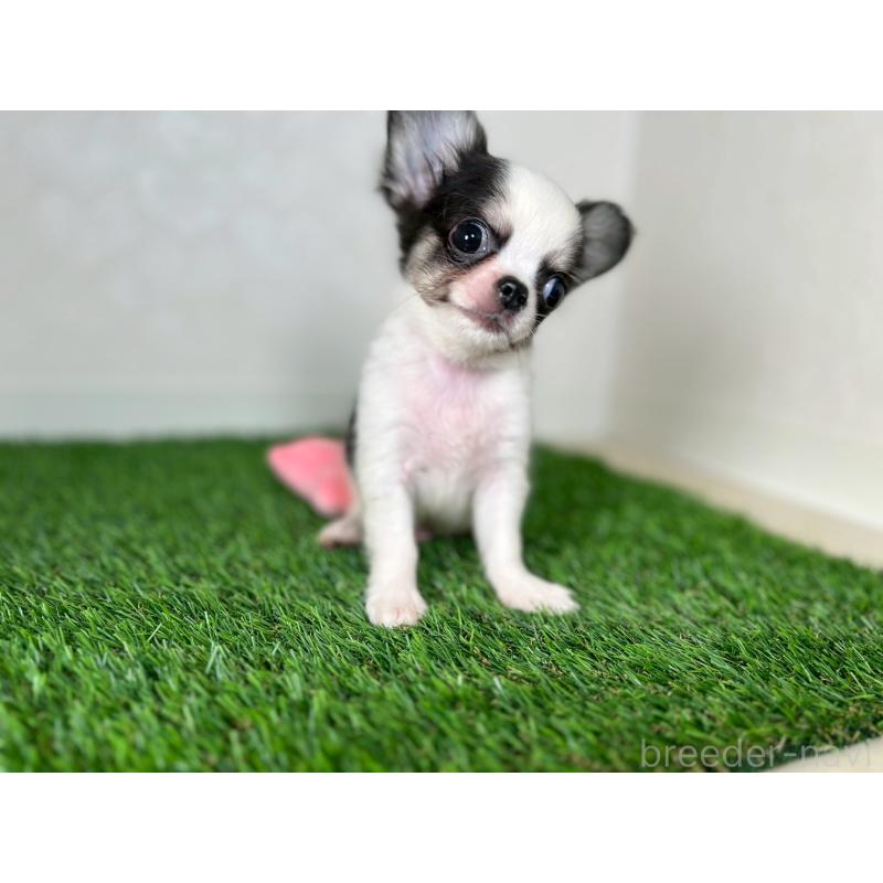 販売中の福岡県のチワワ(ロングコート)-413503の2枚目