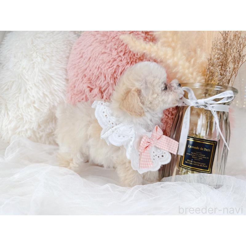 販売中の大阪府のミックス犬-420743の10枚目