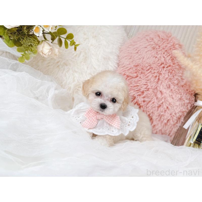 販売中の大阪府のミックス犬-420743の9枚目