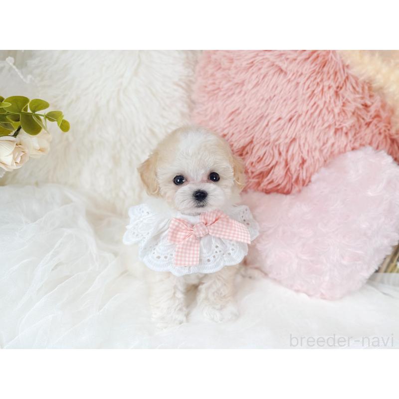 販売中の大阪府のミックス犬-420743の8枚目