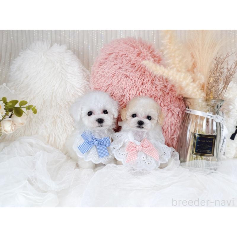販売中の大阪府のミックス犬-420743の6枚目