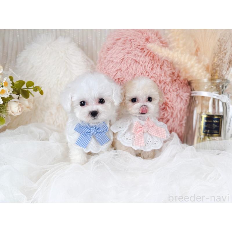 販売中の大阪府のミックス犬-420743の5枚目