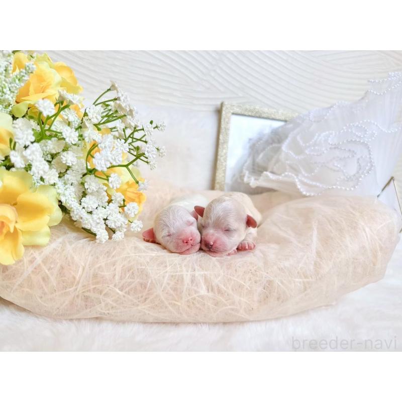 販売中の大阪府のミックス犬-420743の3枚目